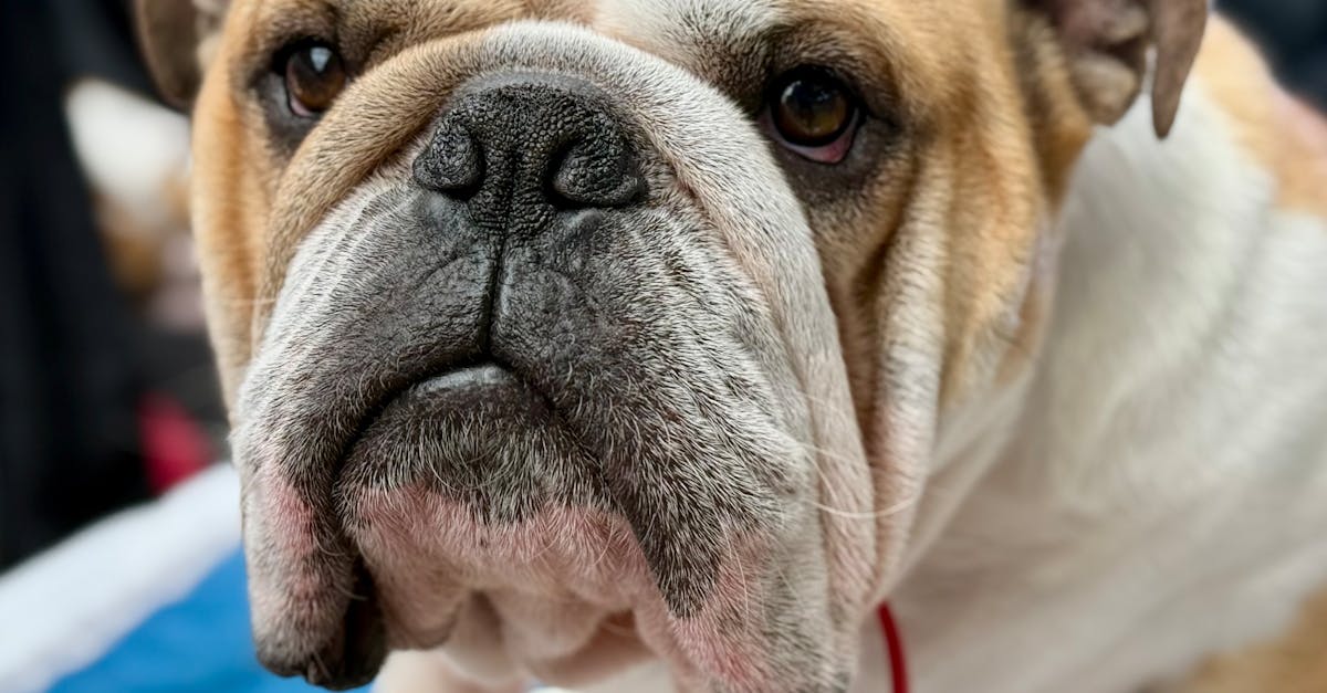 Divine Muffins: Must-Try Flavours at Melbourne Brunch Hotspots