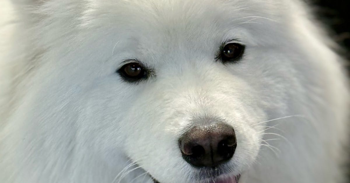 Top Pet-Friendly Cafés for Weekend Brunch in Melbourne